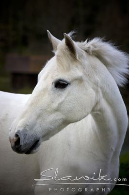 Velšský pony (B)